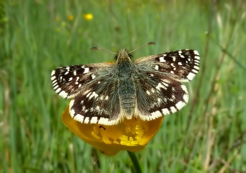 Pyrgus malvoides?